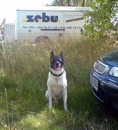 Zebu4
