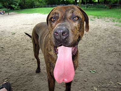Im Hundefreilaufgehege Hasenheide.