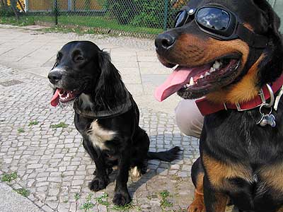Sonnenbrille