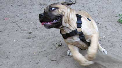 hund11