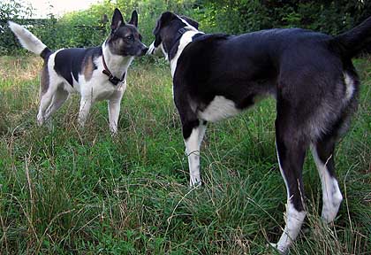 hund21