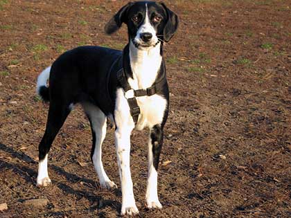 hund5