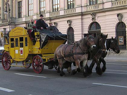 pferde