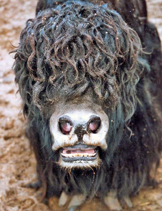 yak