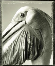 pelican