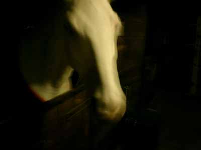 nachtsindallepferdegrau