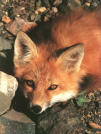 fuchs