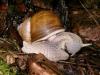 schnecke_futter1