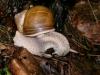 schnecke_futter2