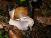 schnecke_futter